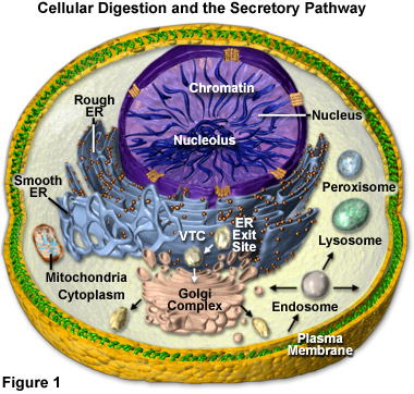 animal cell city model