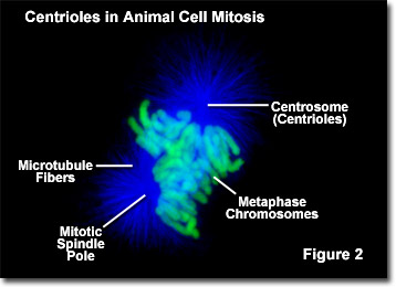 Centrioles in Animal Cell Mitosis