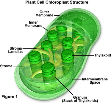 Plant Cell Chloroplast Diagram