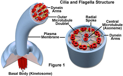 cilia diagram