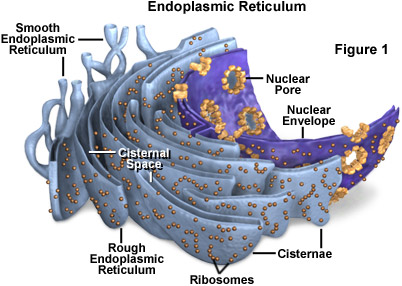 Image result for ENDOPLASMIC RETICULUM