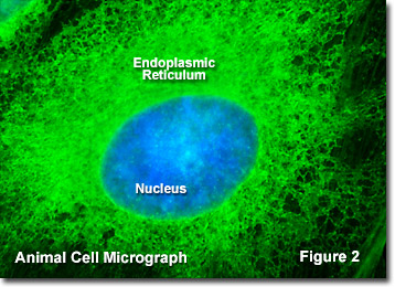 Molecular Expressions Cell Biology: Endoplasmic Reticulum