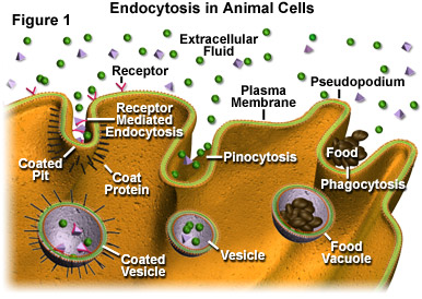 Molecular Expressions Cell Biology: Endosomes