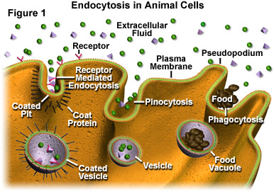 The boa constriction of the protein world: By evolution, or design? Endocytosisfigure1