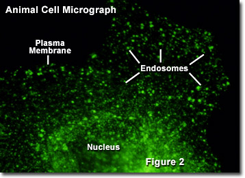 Endocytosis Micrograph