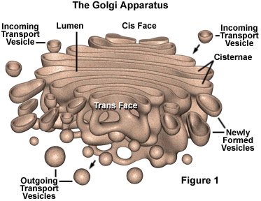 Molecular Expressions Cell Biology: The Golgi Apparatus