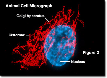 what does the golgi body look like