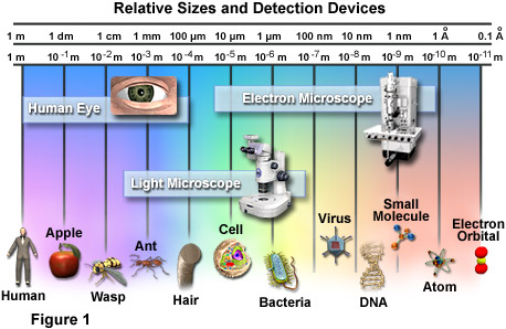 virus bacteria structure structure diagrams