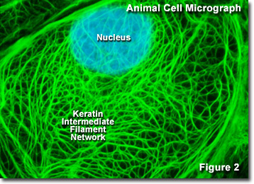 microfilaments and microtubules in a plant cell