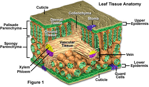 Parts of a Leaf Their Structure and Functions with Diagram