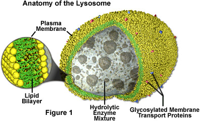 lysosome location