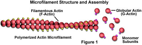 Microfilament Structural Organization