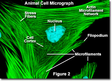 microfilaments in a plant cell