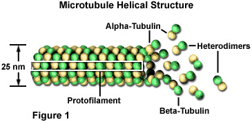 What is the function of microtubules?