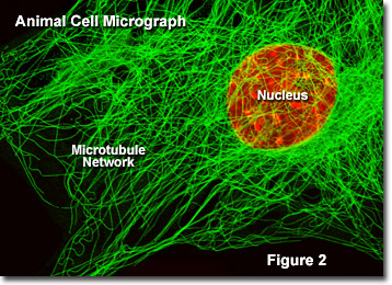 microtubules in a cell