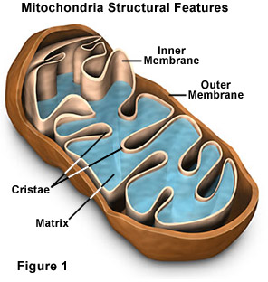 mitochondria diagram labeled cellular respiration