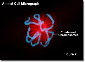 Chromosomes in the Microscope