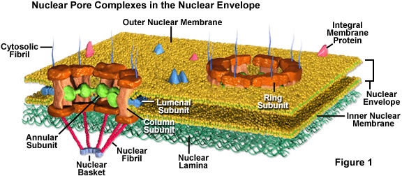 The Nuclear Envelope and Nuclear Pore Complexes