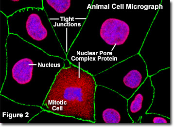 Molecular Expressions Cell Biology: Nuclear Pores