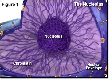 Molecular Expressions Cell Biology: The Nucleolus