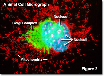 Nucleoli in the Microscope