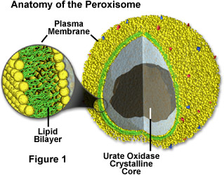 peroxisomes animal cell