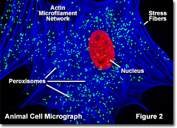 Molecular Expressions Cell Biology: Animal Cell Structure - Peroxisomes