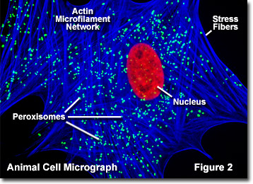 Molecular Expressions Cell Biology Animal Cell Structure Peroxisomes