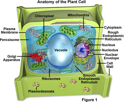 Anatomy of the Plant Cell
