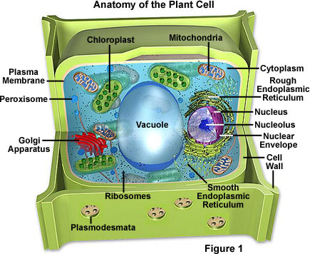 flagella in a plant cell