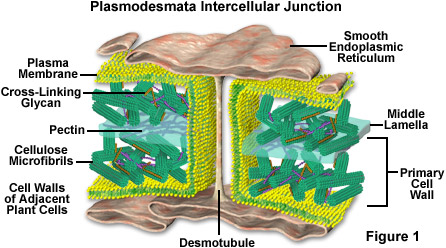 Plasmodesmata function in plant cells