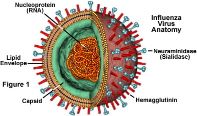 Influenza Virus Structure