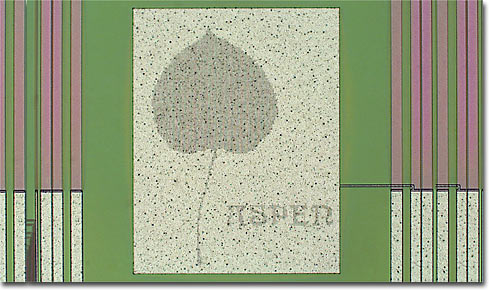 The Aspen Leaf (Brightfield)