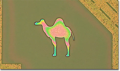 CamelSega (Brightfield)
