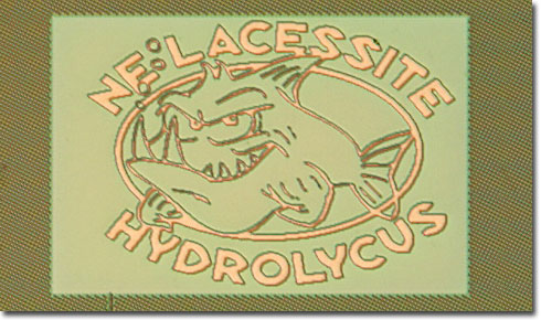 Hydrolycus (Brightfield Illumination)