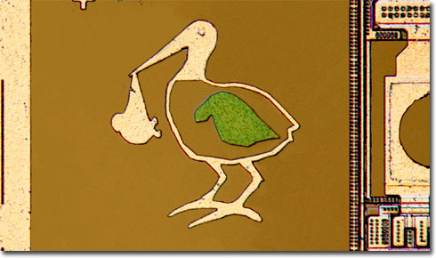 Stork Cuda (Brightfield)