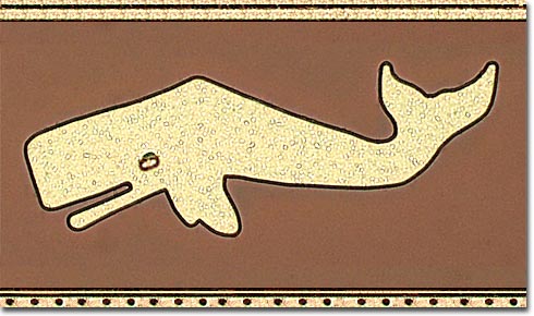 The Sperm Whale (Brightfield)