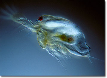 Copepod Larva