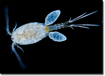 Copepod