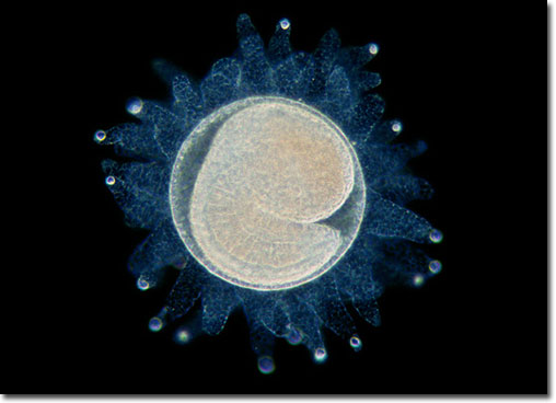 Tunicate Larva