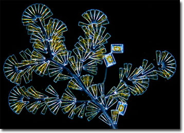 Licmophora Diatoms
