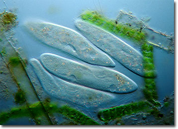 Paramecium