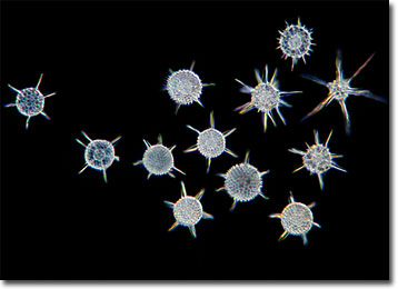 Radiolaria