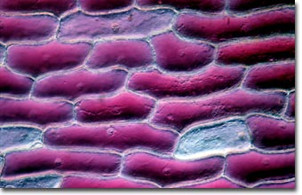 Onion scale epidermis