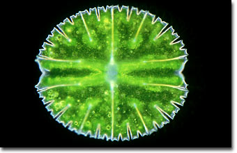 Micrasterias rotata, desmid algae