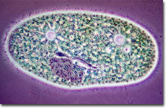 protozoa under microscope 40x