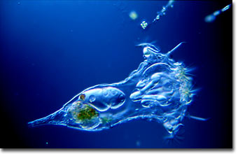 Rotifer (Synchaeta grandis)