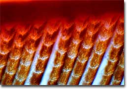 Brown striped flight feathers - Stock Image - C051/8324 - Science Photo  Library