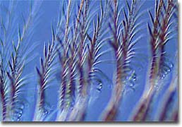 Brown striped flight feathers - Stock Image - C051/8324 - Science Photo  Library