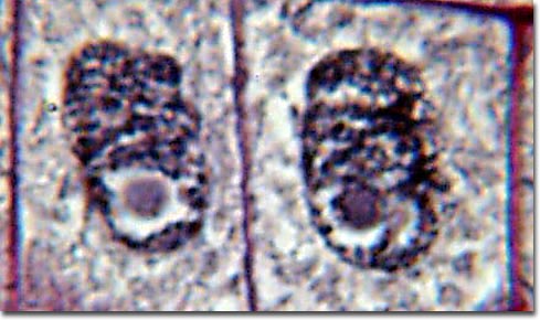 Mitosis: Post-Mitosis Daughter Cells